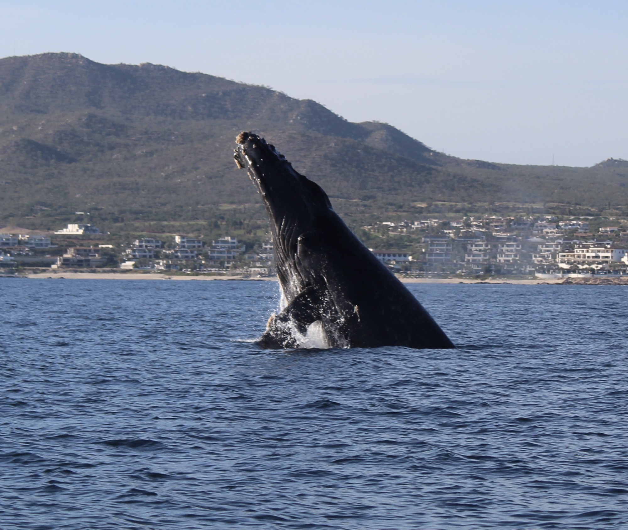 Ballena saltando frente a la costa de Los Cabos