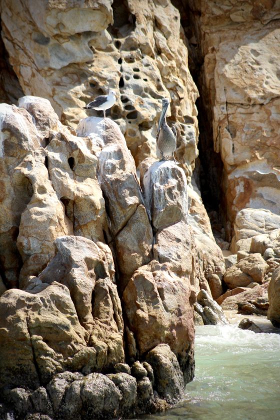 Aves entre las rocas
