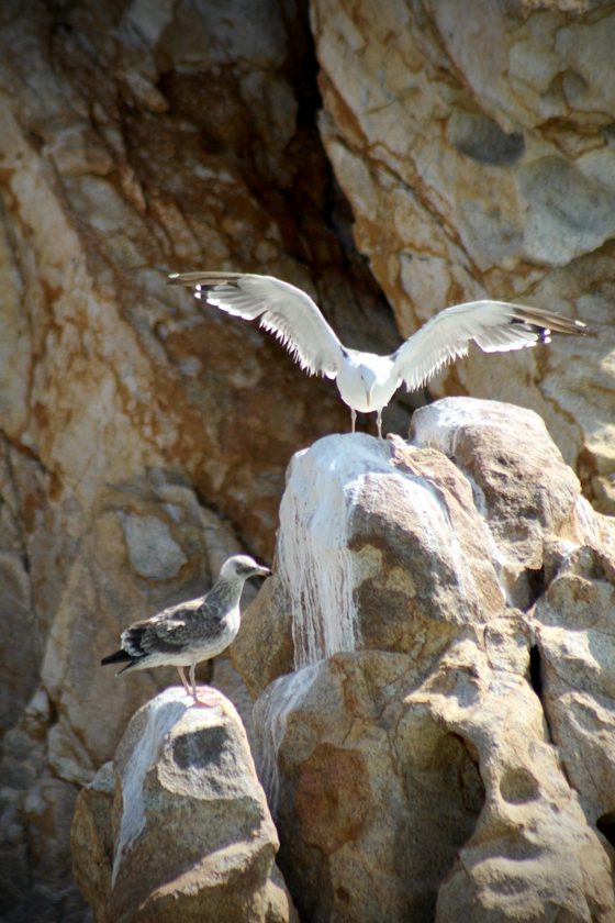 La vida junto al mar